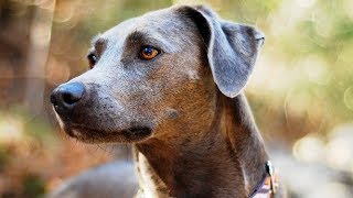 Blue Lacy Dog [upl. by Bushey665]