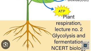 plant respiration NCERT line by line explanation [upl. by Gypsy]