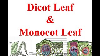 difference between monocot and dicot [upl. by Itak57]