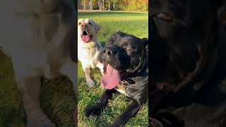 Labrador retriever and cane corso having fun in the Fall happybarkday fureverfriend wagyourtail [upl. by Madelina959]