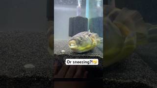 Is my Fahaka puffer yawning or sneezing [upl. by Nadabus389]