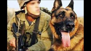 Israeli Special Forces  Oketz quotStingquot K9  יחידת עוקץ [upl. by Hassett]