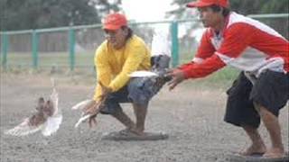 Lomba Burung Merpati Dara Balap  Terbang Tinggi [upl. by Kegan]