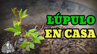 Lúpulo en Casa  La Birra Nostra [upl. by Anitsihc]