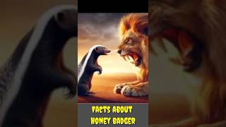 Fearless Facts The Honey BadgerShortsViralTrendingExploreFactsAnimalsNature [upl. by Cathrin]