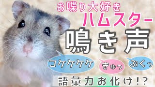 【ハムスター鳴き声】会話も出来るかわいいお喋りハムスター★hamster barking [upl. by Nylednarb]