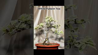 White Fukein Tea Bonsai Material 🌳 bonsai bonsailovers gardening ytshorts shortsviral planting [upl. by Lodhia]