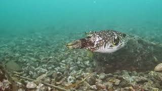 【映像記録】どした？何者かに襲われて怪我をしたサザナミフグと泳ぐ Whitespotted puffer [upl. by Burchett]