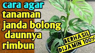 cara agar tanaman janda bolong daunnya rimbun [upl. by Nrojb]