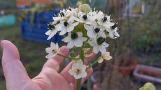 Ornithogalum saundersiae the Giant Chincherinchee one of the tallest flower bulbs for back borders [upl. by Netsrijk]