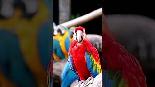 Baby Popinjays Parrots Learning to Flybabyparrot popinjay Shorts [upl. by Twum520]