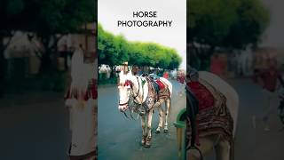 Horse photography Random clicks 🐎🐎  shorts youtubeshorts streetphotography [upl. by Yllim]