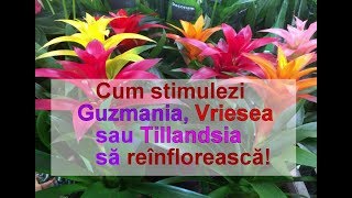 Cum stimulezi reinflorirea la Guzmania Vriesea Tillandsia și Aechmea [upl. by Yditsahc]