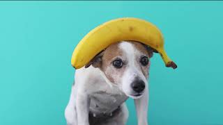 Denne hund har en 🍌på hovedet  Turbolåndk [upl. by Charbonneau]