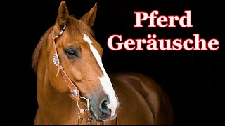 Pferdegeräusche 🐴 Pferd wiehert [upl. by Stafani]