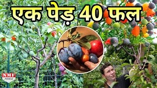 ‘Tree of 40’ दुनिया के इस सबसे Amazing पेड़ पर लगते हैं 40 तरह के फल। Must Watch [upl. by Bette190]