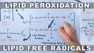 Mechanism of Lipid Peroxidation [upl. by Mauldon]