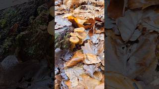 La chanterelle chanterelles chanterelle champignons sauvage comestible naturelovers [upl. by Africa]