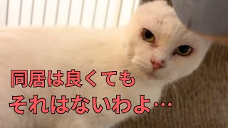 シニア猫にタジタジの元山の野良猫シロさん…レスキュー猫３２匹でぎゅうぎゅうだった山小屋がとうとう⭐︎ [upl. by Warden777]