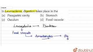 In Leucosolenia digestion takes place in the [upl. by Lirva666]