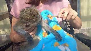 quotUrgent Rescue Mission Saving a Juvenile Monkey from Cruelty and Tragedyquot [upl. by Florry]