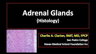 Adrenal Gland [upl. by Luelle]