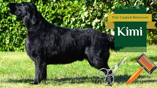 Kimi  Flat Coated Retriever  Before and After Grooming  2024 [upl. by Poler]