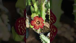 Caralluma socotrana 💥 cactus flores flowers suculentas asclepius [upl. by Stepha]