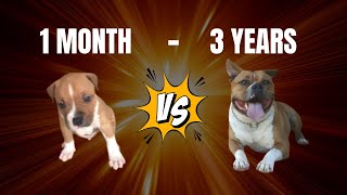 🥇AMERICAN STAFFORDSHIRE EVOLUTION  1 Month to 3 Years 🫣 dogs americanstaffordshireterrier ast [upl. by Elahcar]