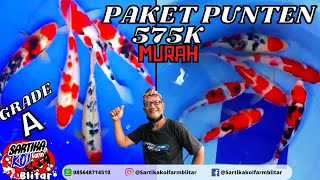 PAKET PUNTEN MULAI 575K DAPAT KOI GRADE A PLUS LAYAK JADI JUARA  SARTIKA KOI FARM BLITAR [upl. by Ikila766]