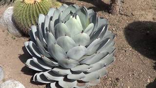 AGAVE GALLERY Agave Parryi var Truncata  Up Close [upl. by Attirehs]