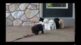 Miniature Schnoodle Puppies For Sale [upl. by Airamana229]