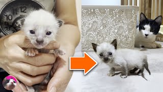 How tiny rescued kitten grows up from 01 month [upl. by Anuahsat]