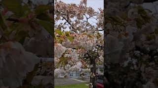 Cherry trees in Te Anau [upl. by Junko]