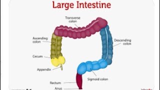 GIT Lecture 12 LARGE INTESTINE  PARTS [upl. by Vallery]