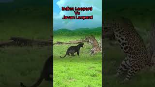 Indian Leopard Vs Javan Leopard shorts [upl. by Anilatac]