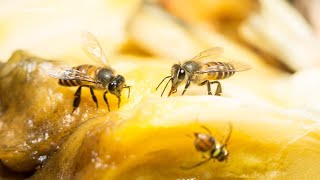 Oriental fruit fly invasion prompts quarantine for slew of Santa Clara Co cities officials say [upl. by Kalasky]