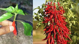 Growing peppers tree with new technique growing propagation chilli tree [upl. by Lanam]