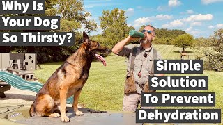 How To Hydrate Your Dog  Uncle Stonnies Simple Solution For Preventing Canine Dehydration [upl. by Neau]