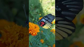 Delias pasithoe butterfly colors autumn uttarakhand trending [upl. by Sewellyn]