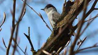 Every British Warbler calling  ordered by genus [upl. by Pavior415]