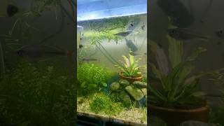 Some of my Wild caught Murray river Rainbowfish Hope to get these guys pumping aquarium fish [upl. by Odell]