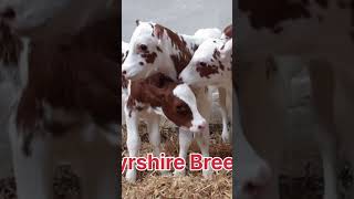 Ayrshire Breeds cowfarming treatment trending [upl. by Hodess]