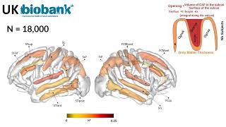 Genetic variations within human gained enhancer elements affect human brain sulcal morphology [upl. by Chard291]