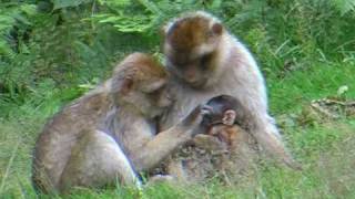 Barbary Macaques [upl. by Eicnarf]