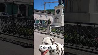 Our Dalmatian dog Hope at famous places Like Salzburg mozart dalmatians dalmatiner salzburg [upl. by Ria]