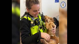 WMP Dog unit to attend Crufts 2024 [upl. by Notned]