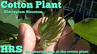 Cotton plant  Gossypium Hirsutum  A look at the cotton plants and its flowers [upl. by Eldreda172]