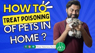 How to treat poisoning of pets at home  Home Remedy for Pets Poisoning [upl. by Seppala325]