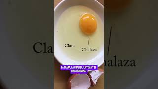 🥚EL HUEVO NO ES UNA CÉLULA [upl. by Noynek]